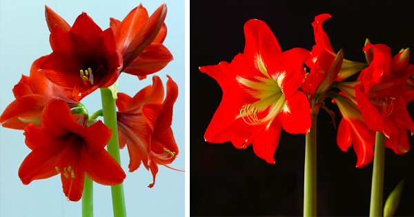 Amaryllis till jul? Det okända husmorsknepet får din amaryllis att leva längre – med endast en sak du har hemma