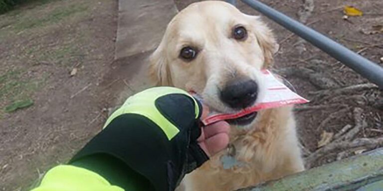 Hunden väntar tålmodigt på posten varje dag – brevbäraren improviserar när det inte finns några brev