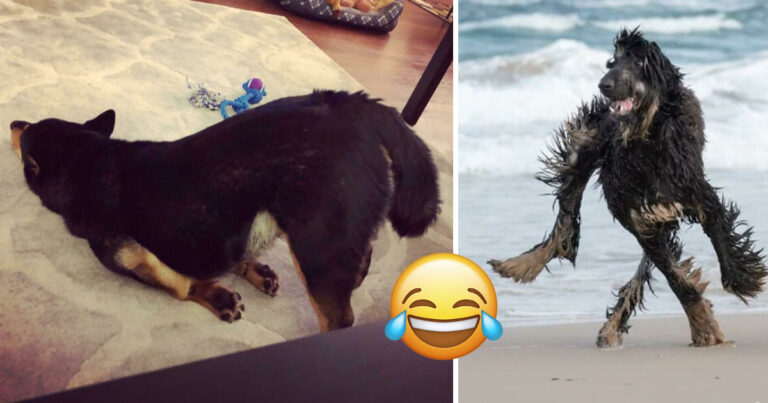 ”Vad är det för fel på din hund?” – 12 bilder fotade i perfekta ögonblick