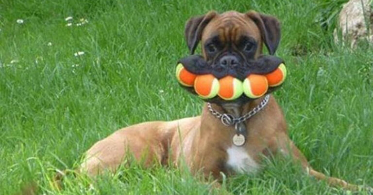 13 hundägare berättar det pinsammaste deras hundar har hittat på – och det är hysteriskt kul
