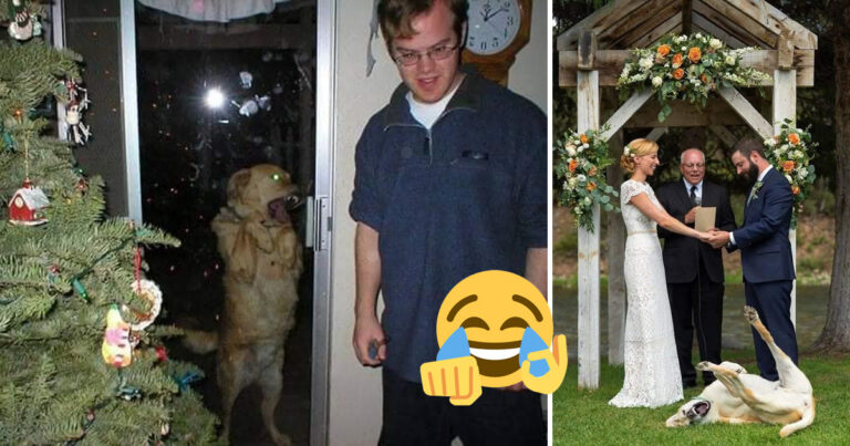 13 bilder på hundar som fotobombar perfekta kort – och resultatet är hur kul som helst