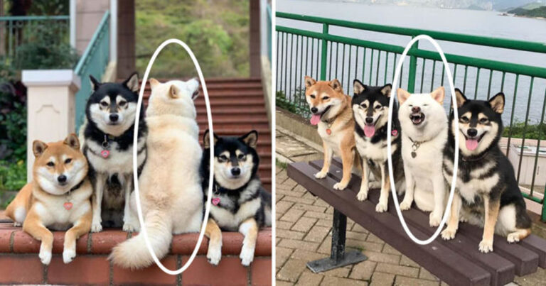 Hunden Hina har blivit en världsstjärna över en natt för sin vägran att ställa upp på bilder – och det är hur kul som helst
