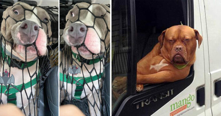 14 hysteriskt roliga bilder på hundar som beter sig urlöjligt i bilar