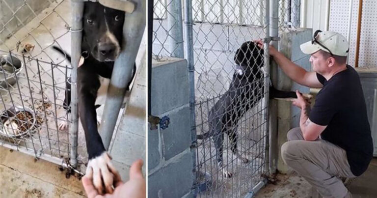 Herrelös hund gjorde allt för att hålla hand med främlingar – vad som hände sen har rört alla till tårar