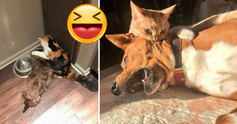 13 hysteriskt roliga bilder på katter som beter sig som svin mot stackars hundar