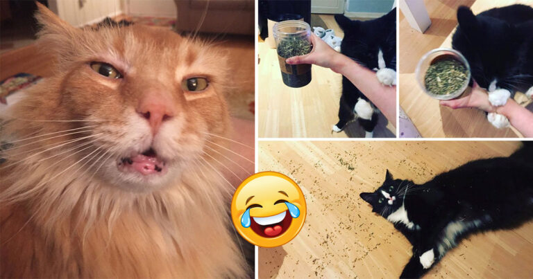 17 gånger katter blev höga som svin på kattmynta – och det är verkligen hur kul som helst