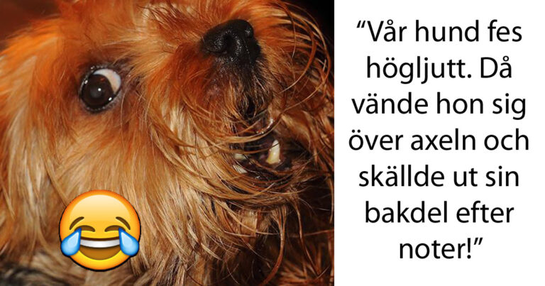 11 ägare berättar om deras husdjurs mest korkade tillfällen – stor skrattvarning utfärdas!