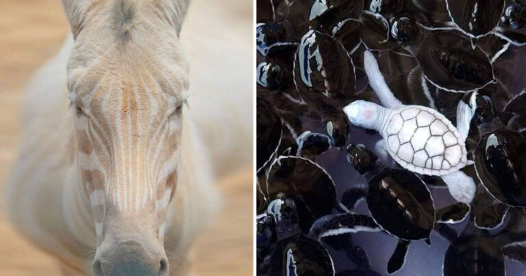 11 mäktiga bilder på albinodjur ute i naturen som man måste se innan man dör