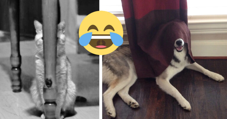 9 charmiga husdjur som är totalt VÄRDELÖSA på kurragömma – speciellt #7!