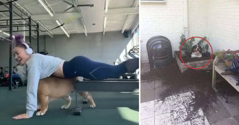 13 galet roliga ”vad är det för fel på din hund”-bilder som kommer att göra din dag