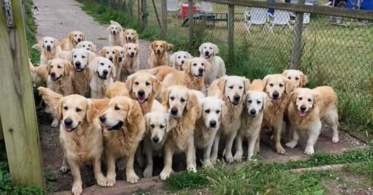 Nya populära turistattraktionen: campa med 30 golden retriever-hundar