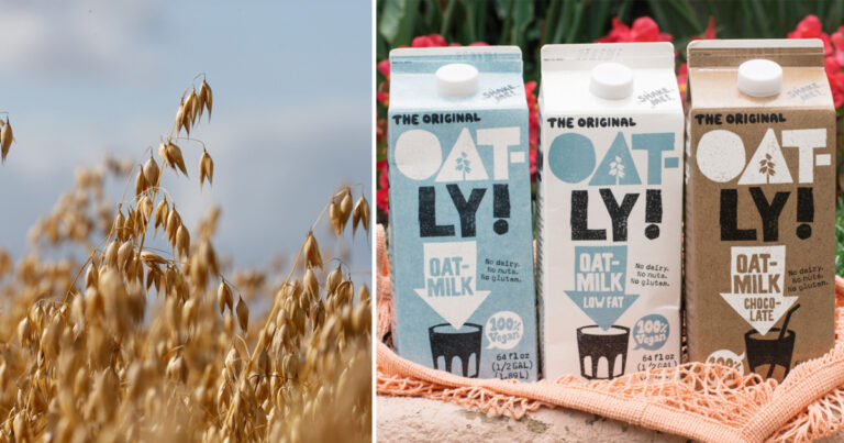 Vegan-produkten Oatly i ny jätteskandal: ”är inte i närheten av veganskt”