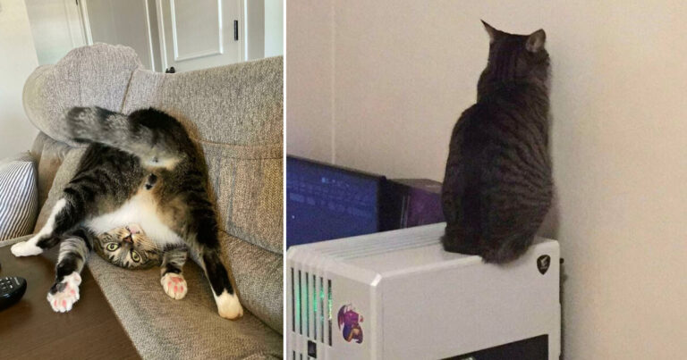 13 hysteriskt roliga ”din katt är sönder”-bilder som fått hela internet till att skratta