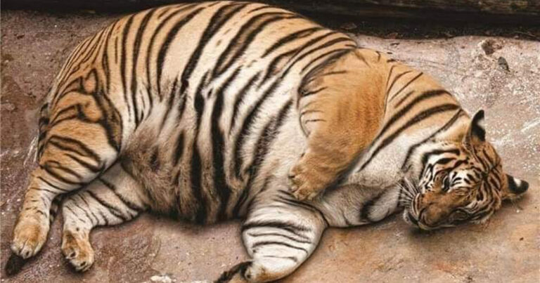 Tigermamman förlorade alla sina ungar och slutade äta – vad skötaren gjorde då räddade livet på henne