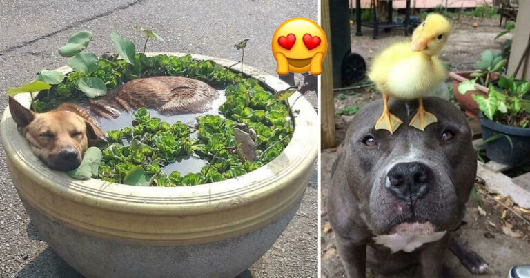 15 upplyftande hundbilder som kommer att göra din dag 10 gånger bättre